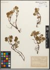Foto von Salix reticulata L.
